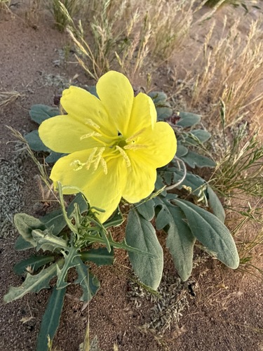 Oenothera primiveris