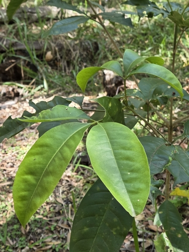 Melicope elleryana observed 2026-10-02