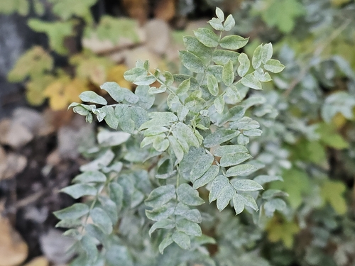 Siberian peashrub