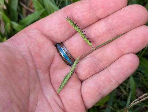 Paspalum dilatatum observed 2026-10-01