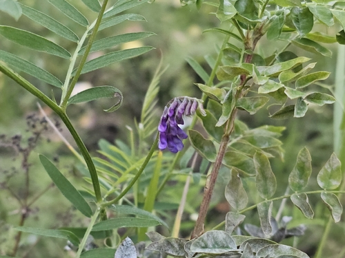 tufted vetch