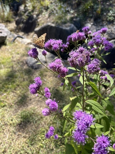 Silver-washed Fritillary