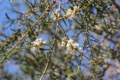 Melaleuca tamariscina