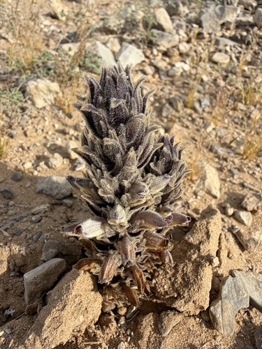Aphyllon cooperi