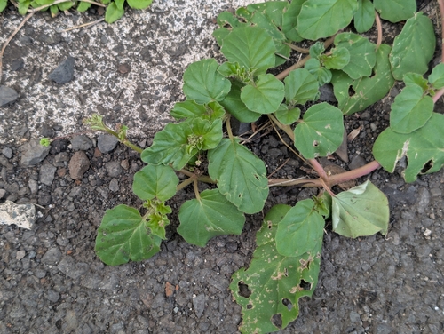 Boerhavia diffusa observed 2026-10-01