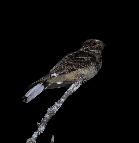 iNaturalist image