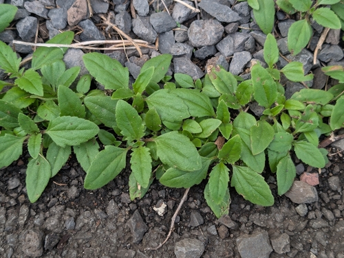 Tridax procumbens observed 2026-10-01