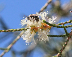 Melaleuca tamariscina