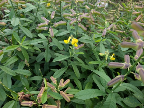 Crotalaria observed 2026-10-01