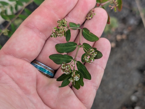 Euphorbia hypericifolia observed 2026-10-01