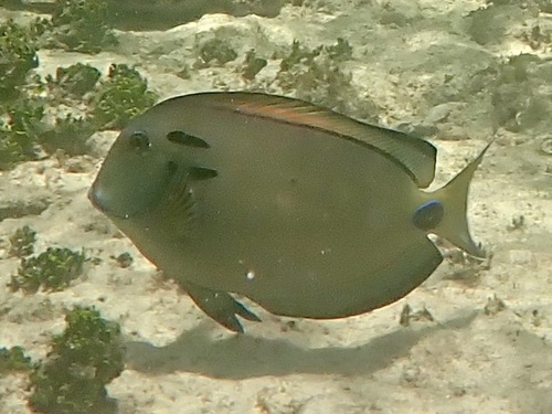 Acanthurus tennentii
