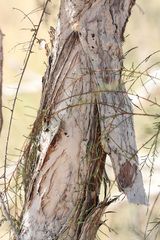 Melaleuca tamariscina
