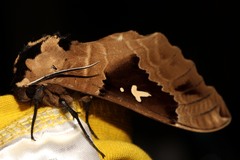 Lophostethus dumolinii