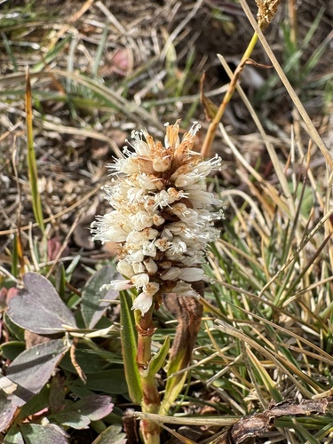 Bistorta bistortoides, 2026-09-27