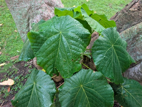 Macaranga tanarius, 2026-10-01