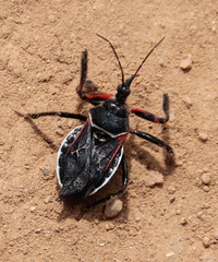 Apiomerus californicus