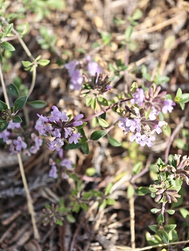 Ziziphora clinopodioides observed 2026-10-02