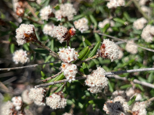 Spyridium scortechinii observed 2026-10-02