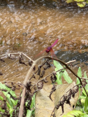 Crimson Marsh Glider