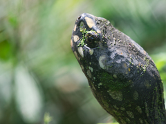 Geoclemys hamiltonii