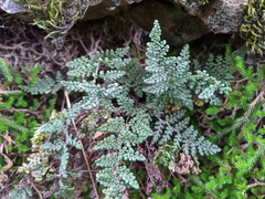 Myriopteris intertexta