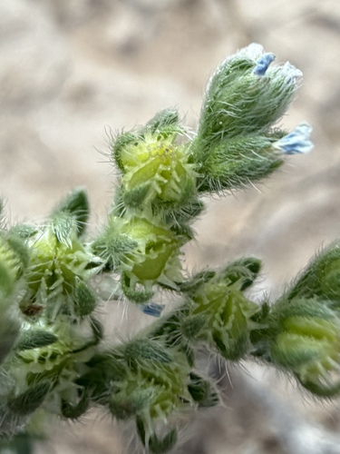 Lappula occidentalis
