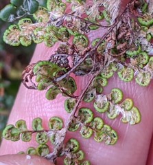 Myriopteris intertexta