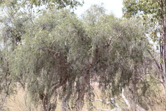 Melaleuca tamariscina