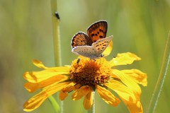 Tharsalea rubidus ferrisi