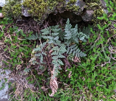 Myriopteris intertexta