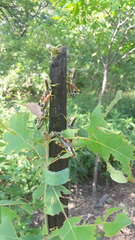 Dendrotettix quercus