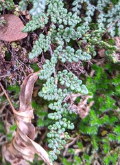 Myriopteris intertexta