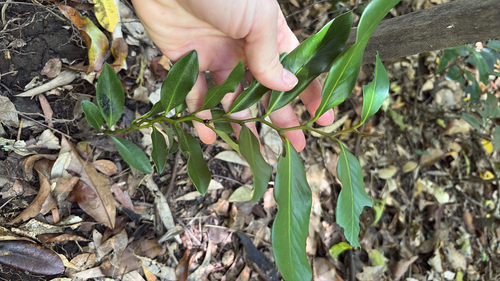 Diospyros australis, 2026-09-30