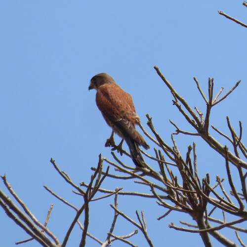 iNaturalist image