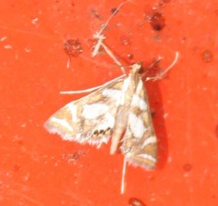 Chrysendeton medicinalis