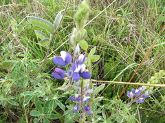 Lupinus mutabilis