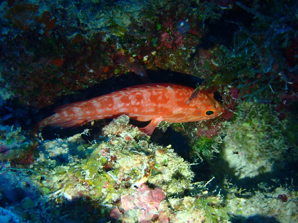 Strawberry hind