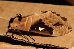 Lophostethus dumolinii