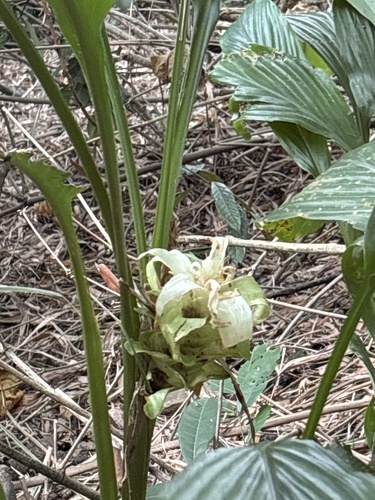 Curcuma longa observed 2026-10-02