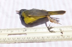 Geothlypis philadelphia