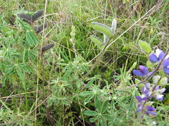 Lupinus mutabilis