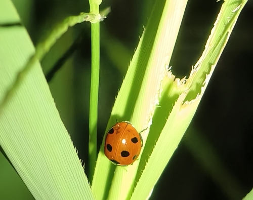 Seven-spotted Lady Beetle