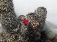 Mammillaria sphacelata