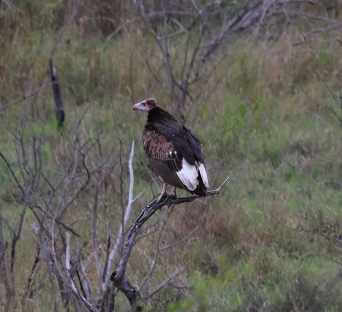iNaturalist image