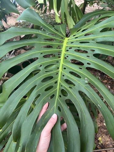 Monstera deliciosa observed 2026-10-01