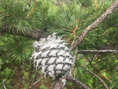 Pinus pungens