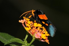 Egybolis vaillantina