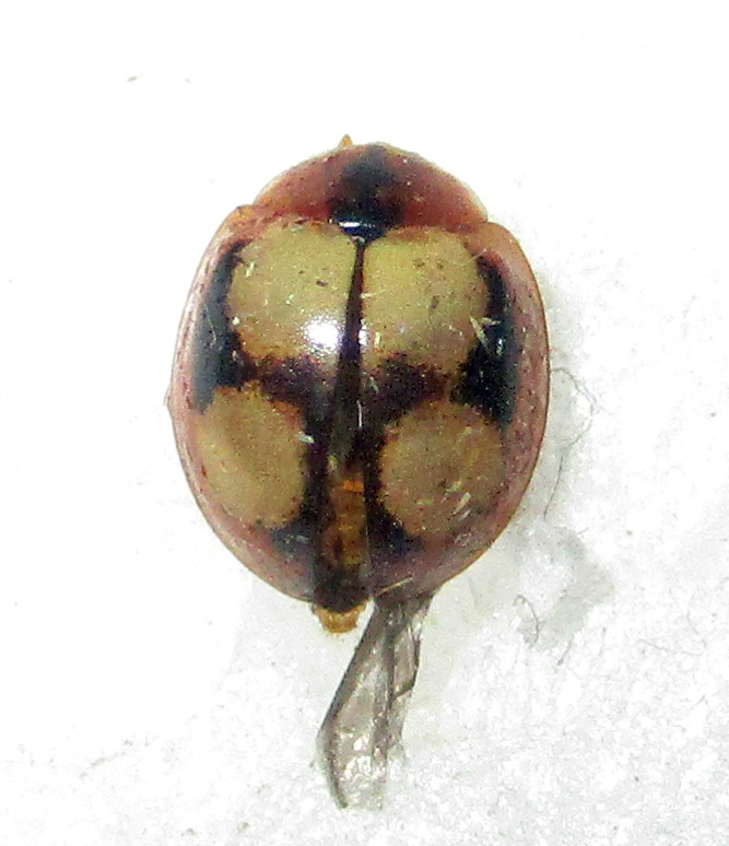Dysis marshalli