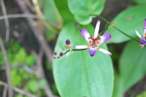 Tricyrtis lasiocarpa observed 2026-09-26