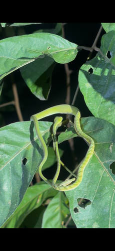 Ahaetulla mycterizans, 2026-09-26